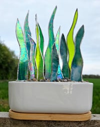 Image 1 of Stained Glass Snake Plants in Oblong Pot