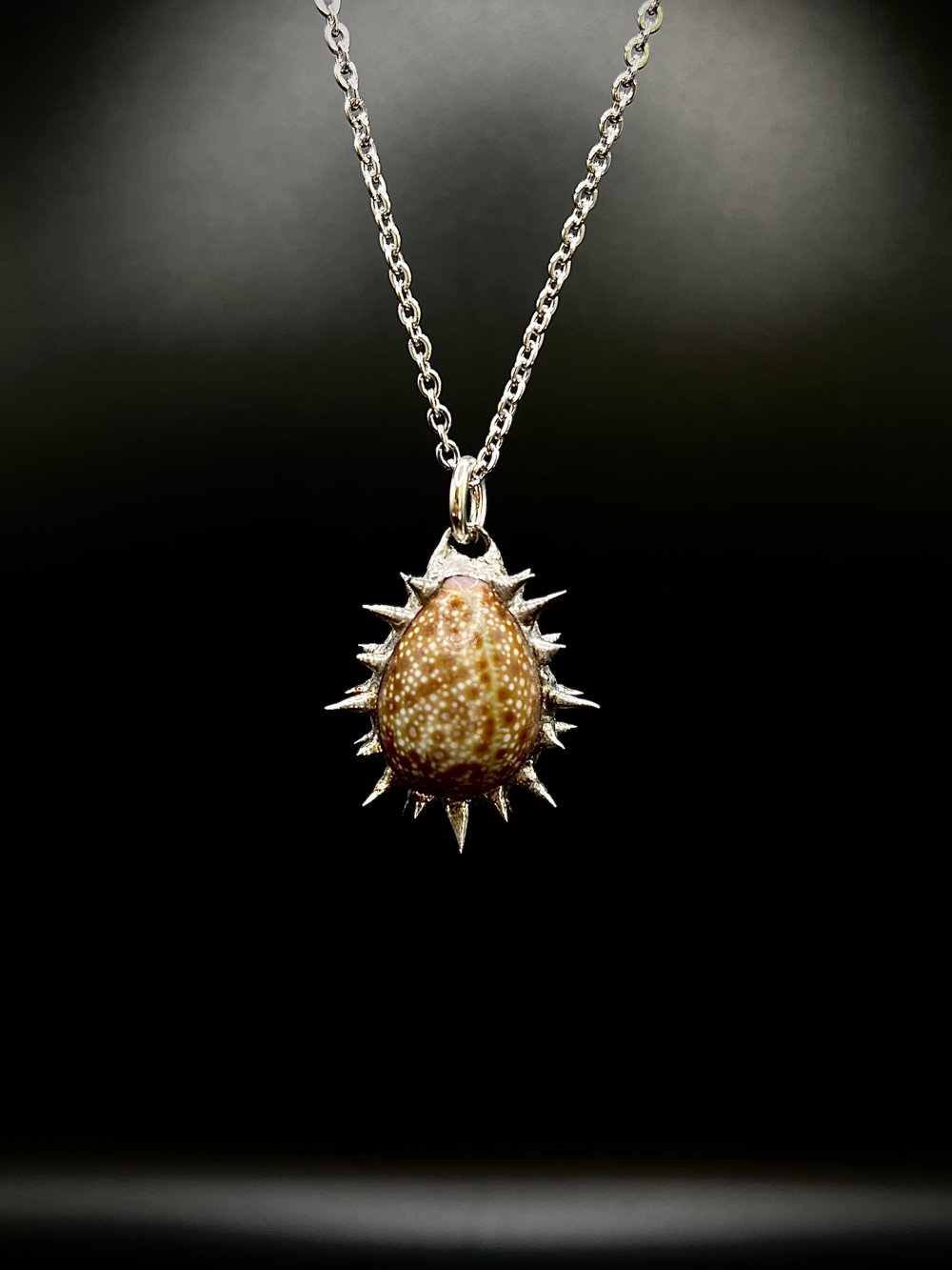 Spiked Cowrie 