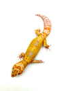 Giant White & Yellow (Banded) Tangerine (Tremper) G-06