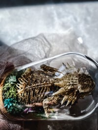 Image 9 of Rare Regal Horned Lizard