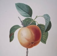 Image 2 of Planches  Anciennes les fruits de Redouté