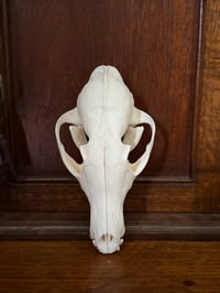 Image 1 of eu red fox skull 2