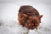 Image 3 of Draco Stud Fee 