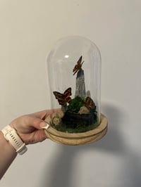 Image 3 of Himalayan Jester Dome