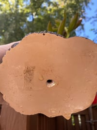 Image 3 of Coppertone Stonecrop in Black Bears Pot (2 openings)