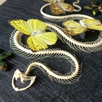 Image 3 of Viper skeleton and yellow butterflies