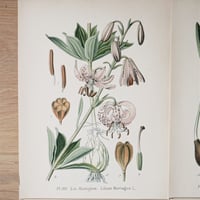 Image 2 of Planche De Botanique Colorées.