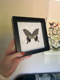 Image 2 of Asian Swallowtail Frame