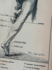 Image 5 of Planche d’anatomie encadrée - Homme