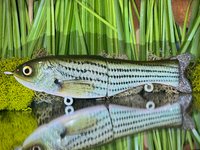 Finesse Shat - Striper ⛓️