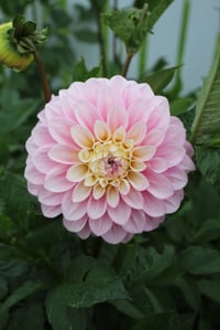 Image 1 of Florelie Pirouette
