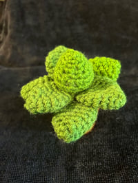 Image 1 of Echeveria