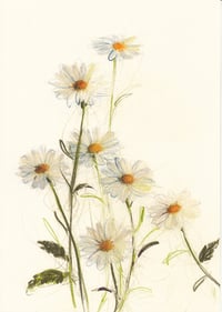 oxeye daisies I