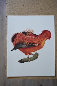 Image 10 of Planches De Bestiaire Du Muséum D'histoire Naturelle - les oiseaux .