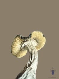 Image 2 of Albino Bluey Vuitton 