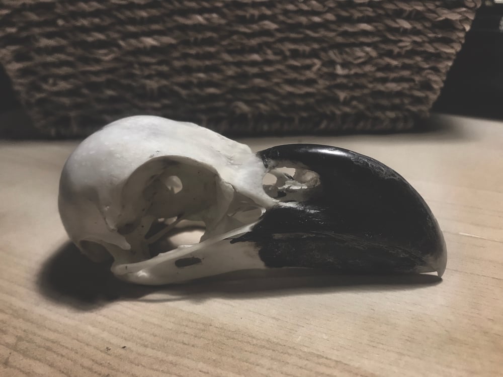 Image of Raven Skull 