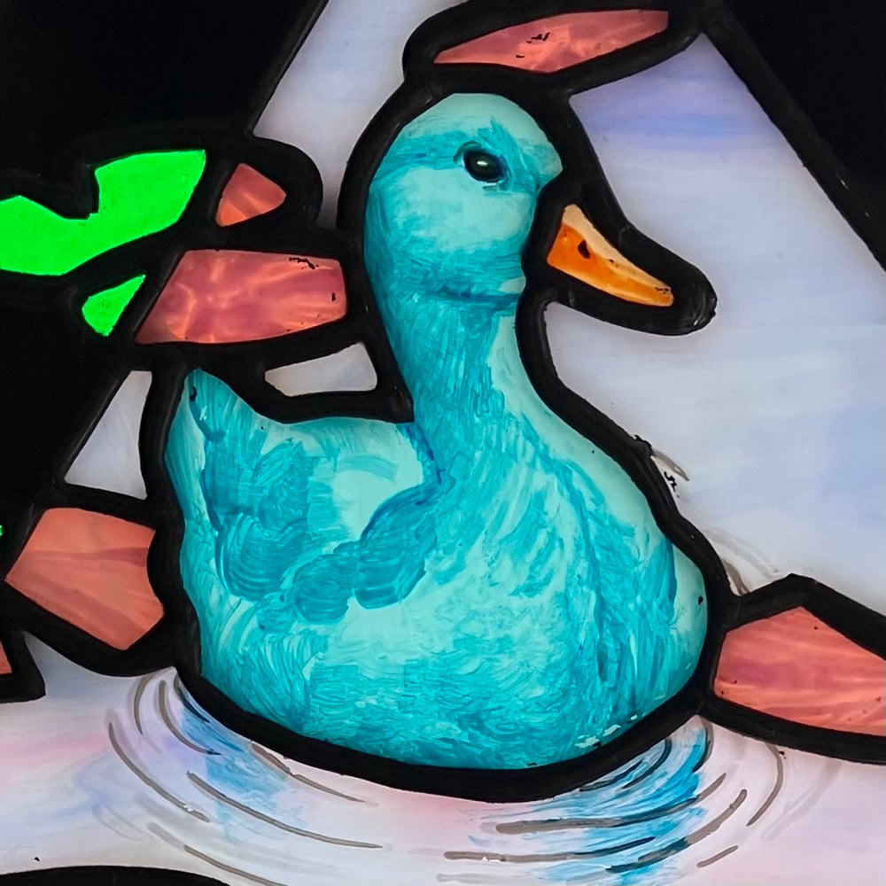 Image of Blue Duck