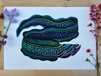Image 1 of Morena eel