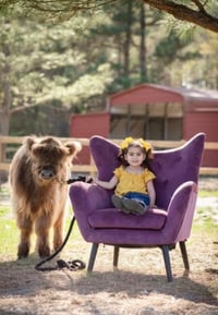 Image 3 of Scottish Highland Cow OR cute baby cow photo shoot 