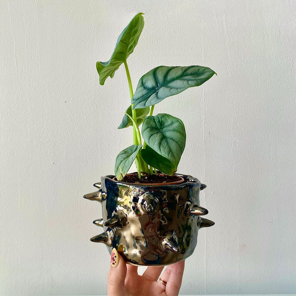 Image of Quazar Plant Pot #1