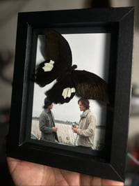 supernatural swallowtail