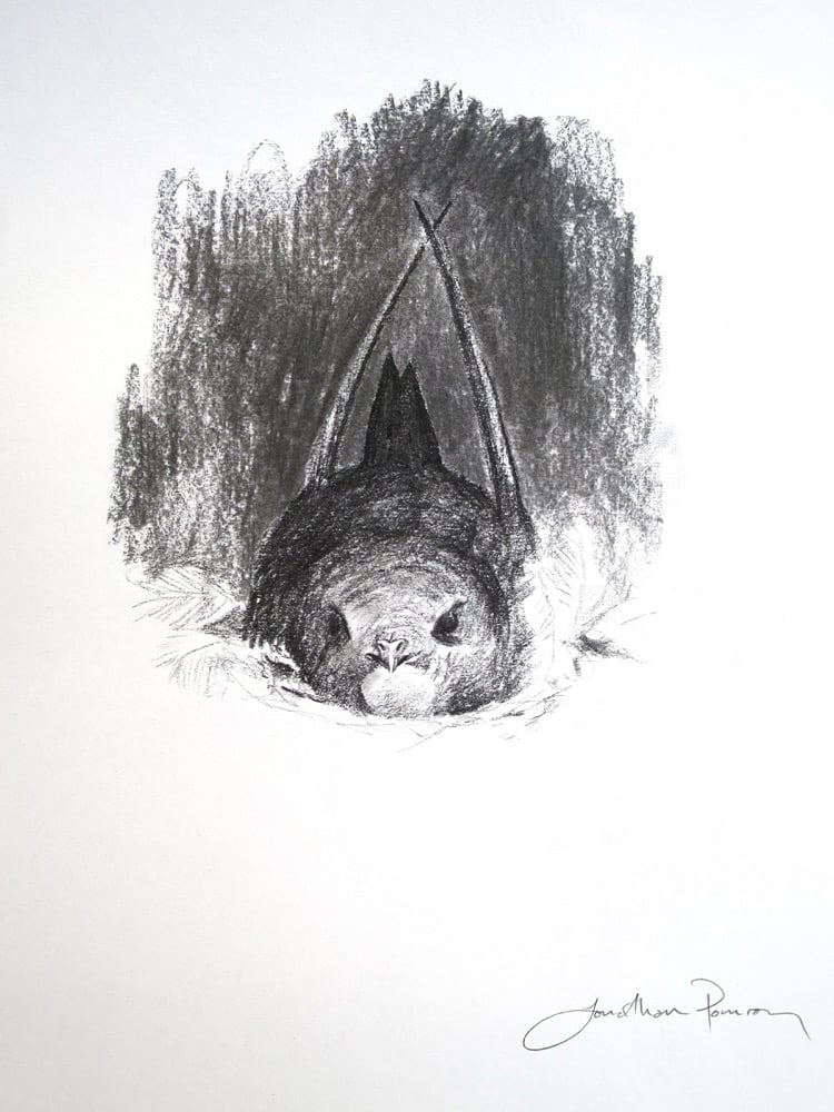 Image of Swift on nest charcoal study