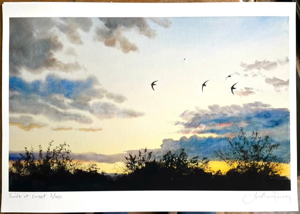 Image of NEW PRINT Swifts at sunset