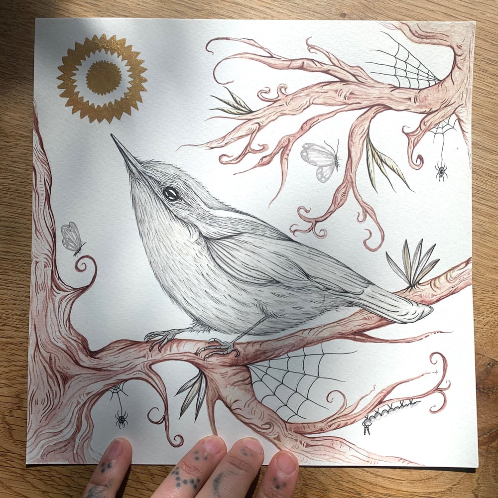 Image of ‘Sunlight’ Nuthatch Print