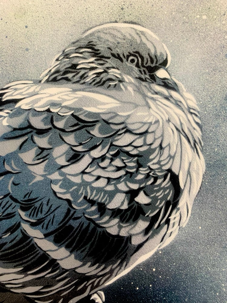 Image of Park Pigeon