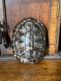 Image 1 of red bellied slider turtle shell
