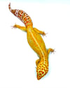Giant Tangerine Tremper (PROVEN BREEDER) G- 05