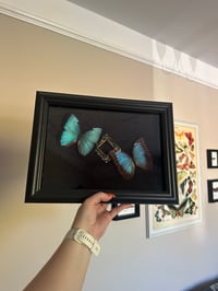 Image 3 of Blue Morpho Frame