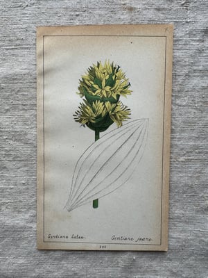 Image of Original French Botanical Plate (A)