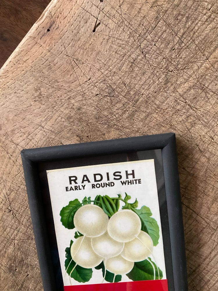 Image of Raddish