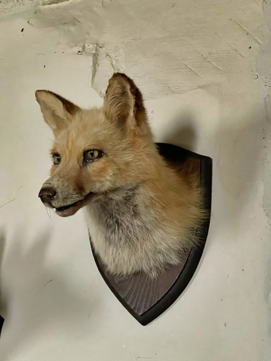 Image of Blonde Taxidermy Fox 