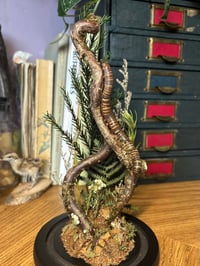Image 2 of millipede dome
