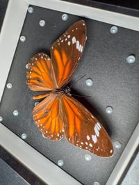 Image 2 of Striped Tiger