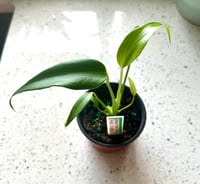 Image 1 of Monstera Burle Marx Flame *RARE*