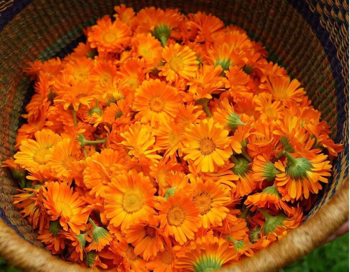 Calendula Oil | Wild Ways Farm