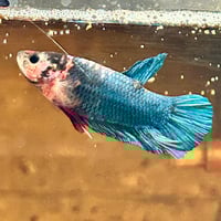 Image of Multicolour Giant HMPK Male