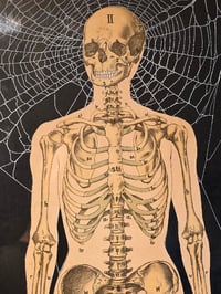 Image 2 of ANTIQUE ANATOMICAL COLLECTION - Preserved web  - A 