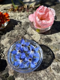 Image 2 of CONSULTA TERAPIA FLORAL EXTENSA