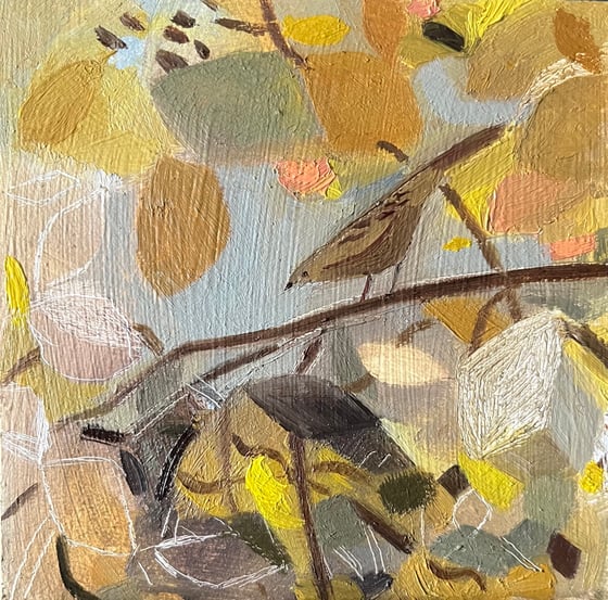 Image of Sparrow and beech hedge in Autumn 