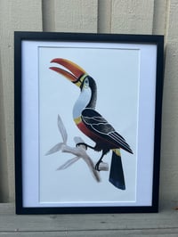 Image 3 of Tucan 