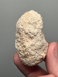 Image 4 of Weevil Cocoon Fossil ‘Clogs’  | South Australia #2858