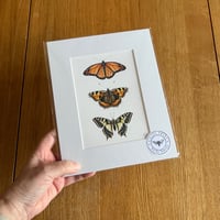 Image 3 of Butterfly Collection Giclee Print - Various Designs