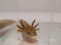 Image 1 of Light Copper Juvenile Axolotl