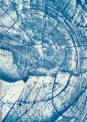 Tree ring