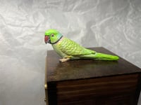 Image 10 of Handmade Custom Engraved Indian Ring Neck Parrot Urn Handpainted Pet Portrait