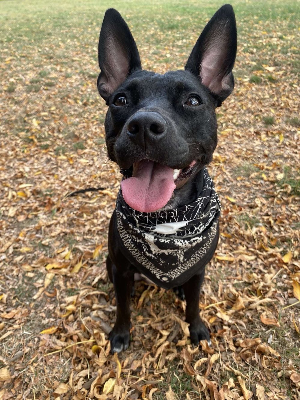 Weavers Well Bandana